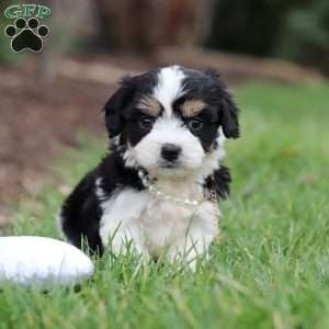 Queen, Cavachon Puppy
